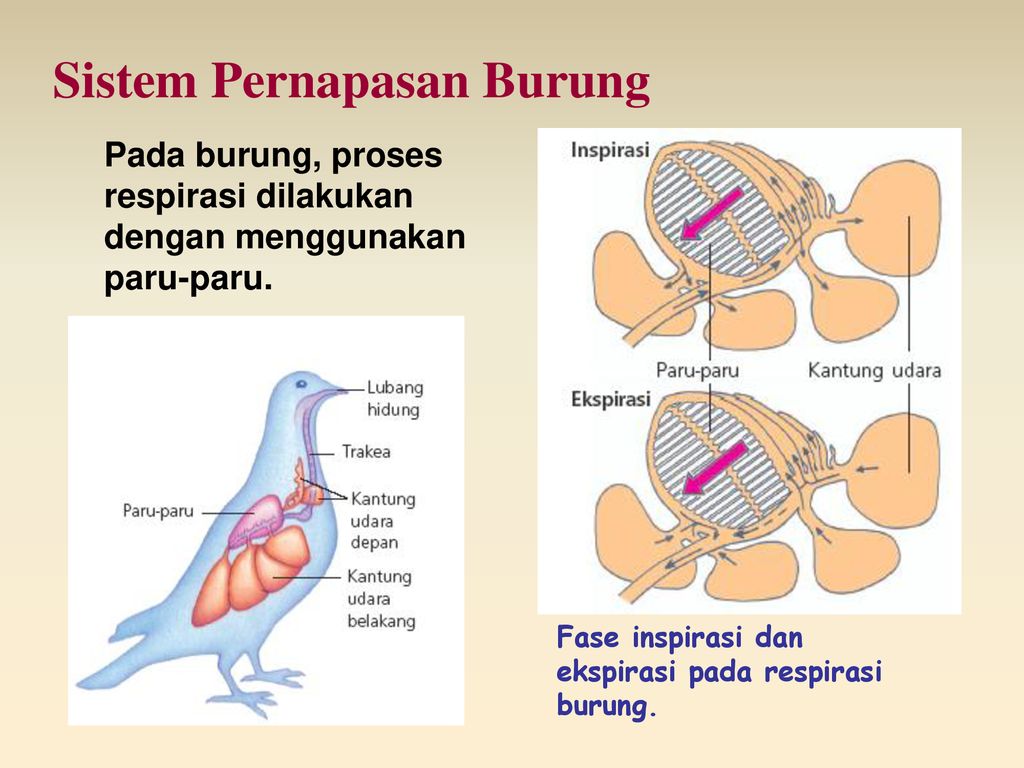 Sistem Pernapasan Pada Burung Berbagi Informasi